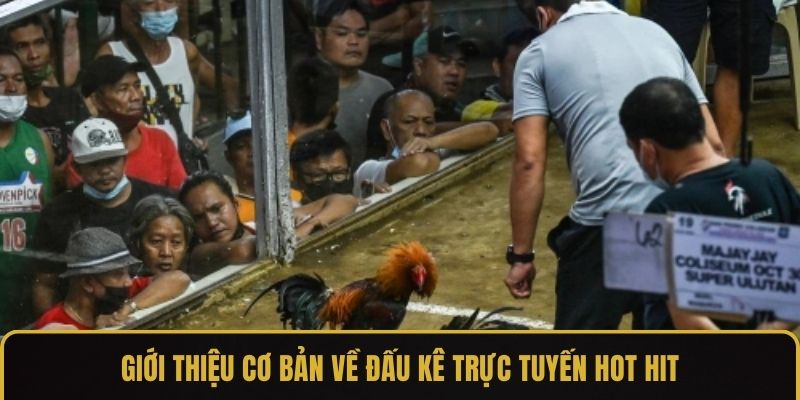 Giới thiệu cơ bản về đấu kê trực tuyến hot hit