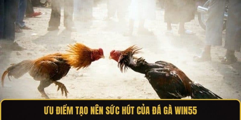 Ưu điểm tạo nên sức hút của đá gà WIN55